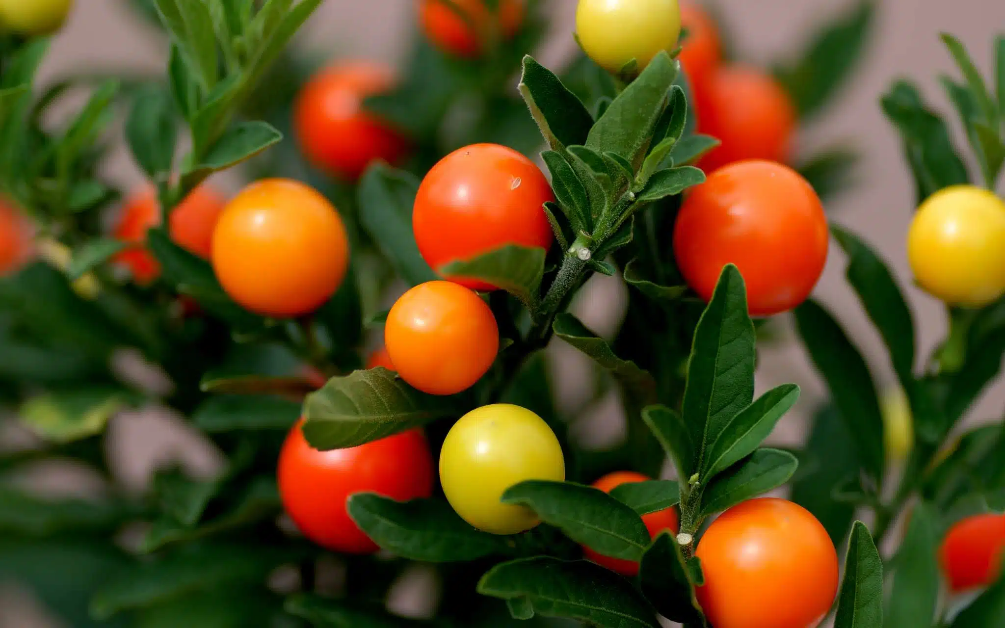 Pommier d'Amour attention, cette plante est toxique pour vos animaux