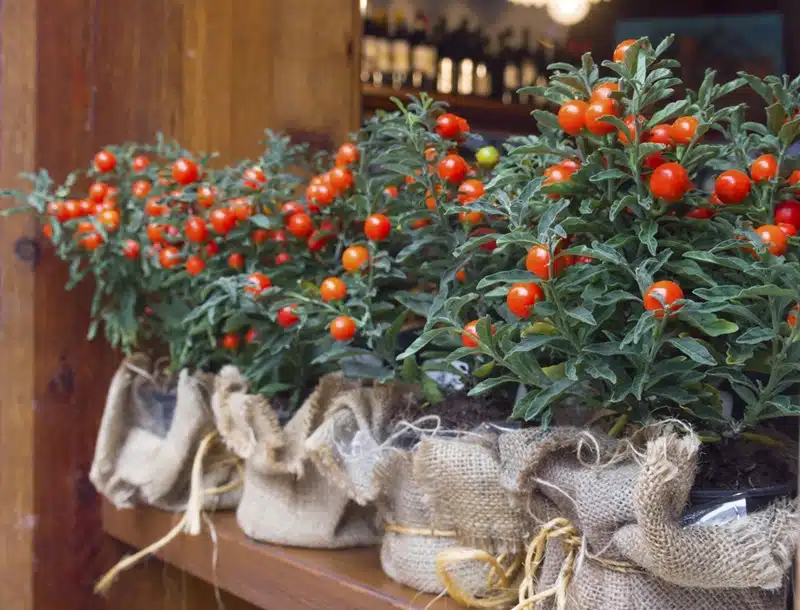 Pommier d'Amour attention, cette plante est toxique pour vos animaux