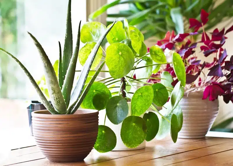Ranimer vos plantes d'intérieur astuces pour une nouvelle floraison
