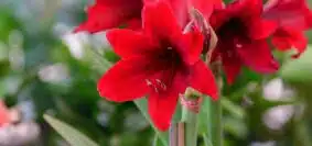 Ravivez votre amaryllis techniques pour une floraison de renouveau