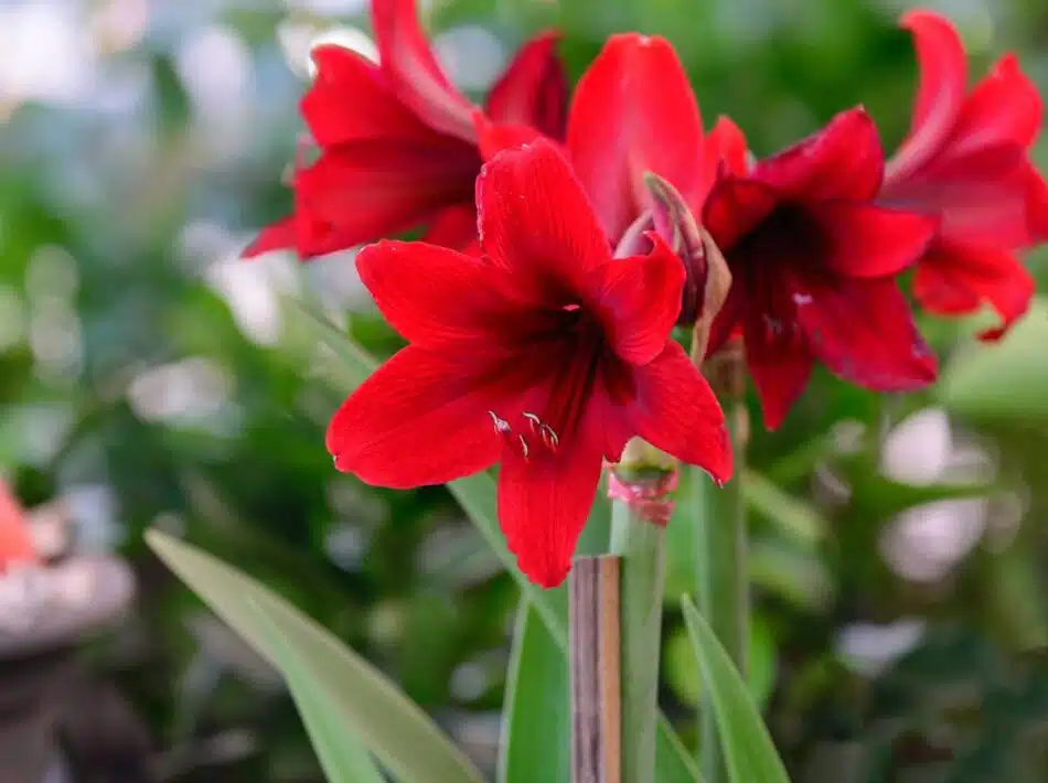 Ravivez votre amaryllis techniques pour une floraison de renouveau