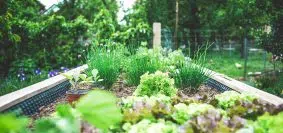 Quels fruits et légumes mettre dans un carré potager ?