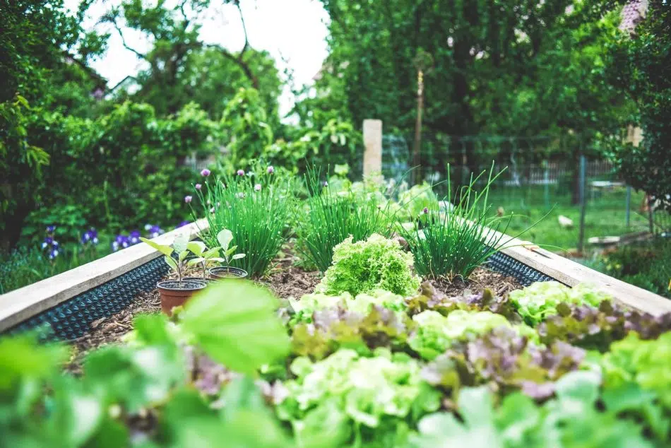 Quels fruits et légumes mettre dans un carré potager ?