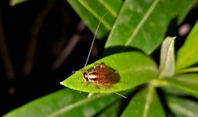 Pourquoi les blatte de jardin rentre dans la maison ? - L'Esprit Nature