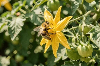 Un bourdon couvert de pollen pollinisant une fleur de tomate jaune dans un jardin potager naturel
