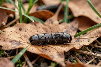 Gros plan de crotte de hérisson sur des feuilles mortes et de la terre de jardin, permettant l'identification des déjections de cet animal sauvage