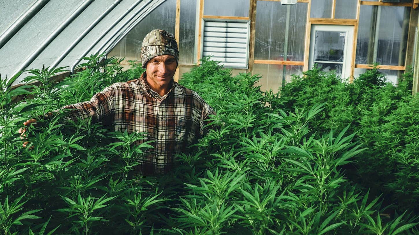 cultiver les fleurs de CBD
