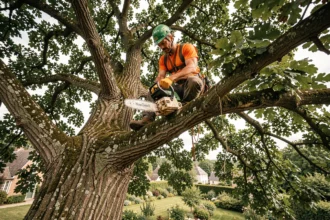 Élagueur professionnel perché dans un chêne avec équipement de sécurité lors d'un élagage à Langon