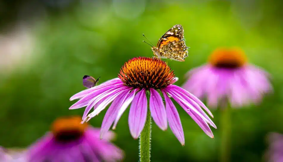 🍂 Métamorphosez votre jardin : l'arme secrète des plantes rustiques et mellifères dévoilée !
