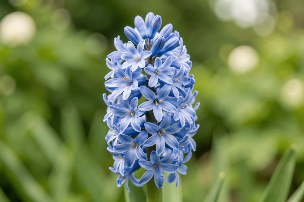 Gros plan d'un épi floral de jacinthe orientalis bleue avec florets étoilés et étamines jaunes en pleine floraison