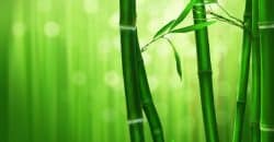 Haie de bambou : comment la choisir pour embellir son jardin ?