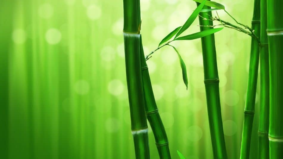 Haie de bambou : comment la choisir pour embellir son jardin ?