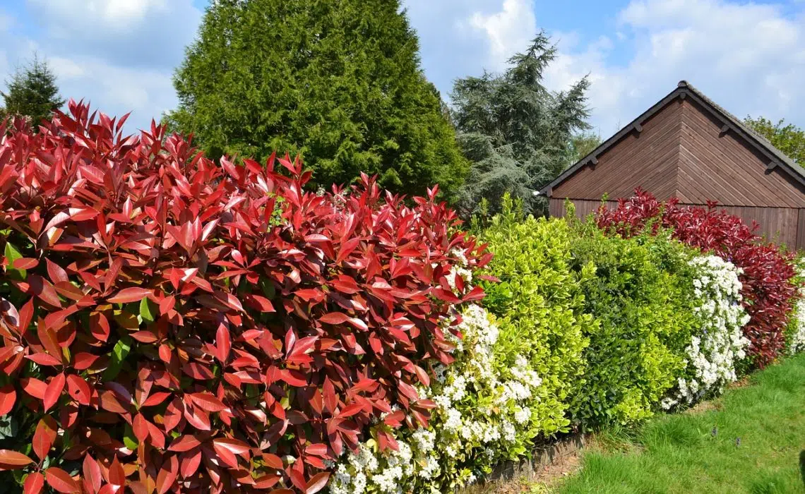 haie jardin