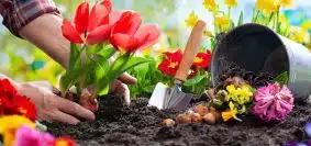 préparer le sol pour planter des fleurs