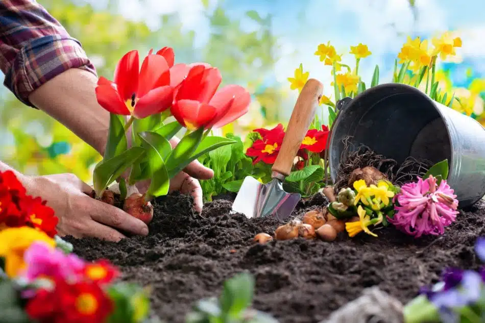 préparer le sol pour planter des fleurs
