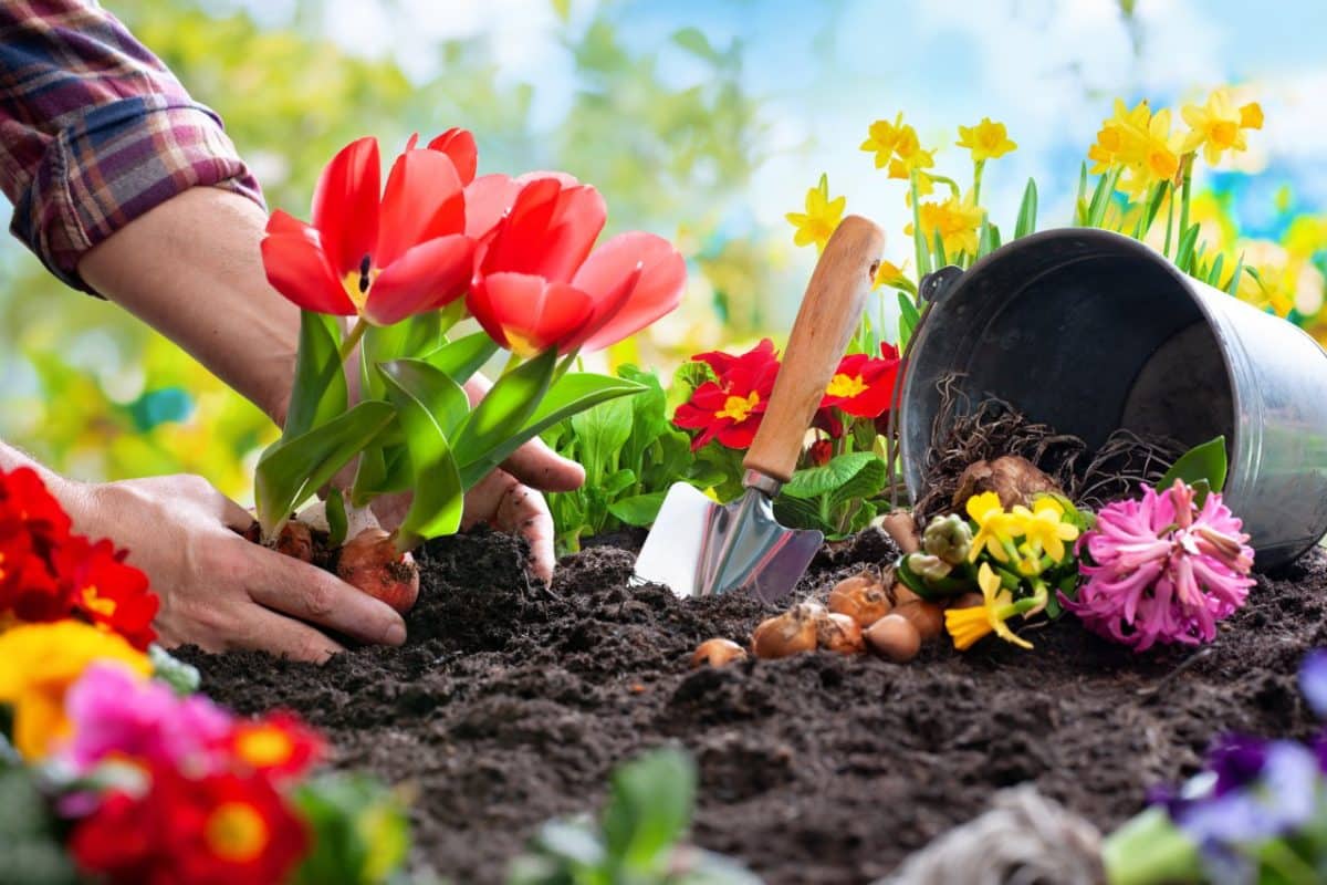 préparer le sol pour planter des fleurs