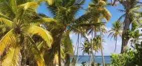 green palm trees on white sand beach during daytime