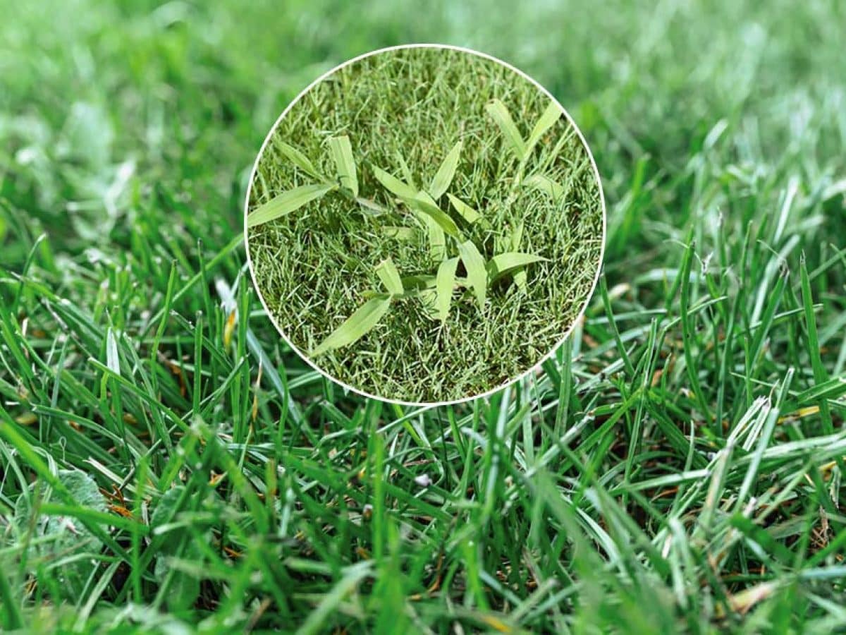 Empêchez la croissance des mauvaises herbes dans votre gazon