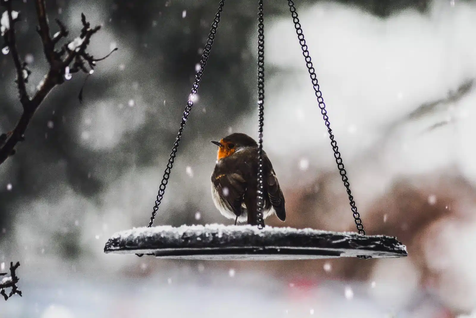 Comment bien aménager son jardin en hiver ?