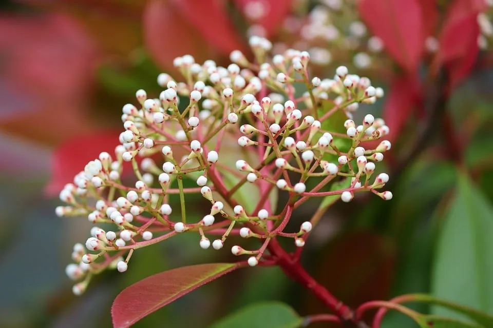 Photinia Red Robin en fleurs dans un jardin bien entretenu