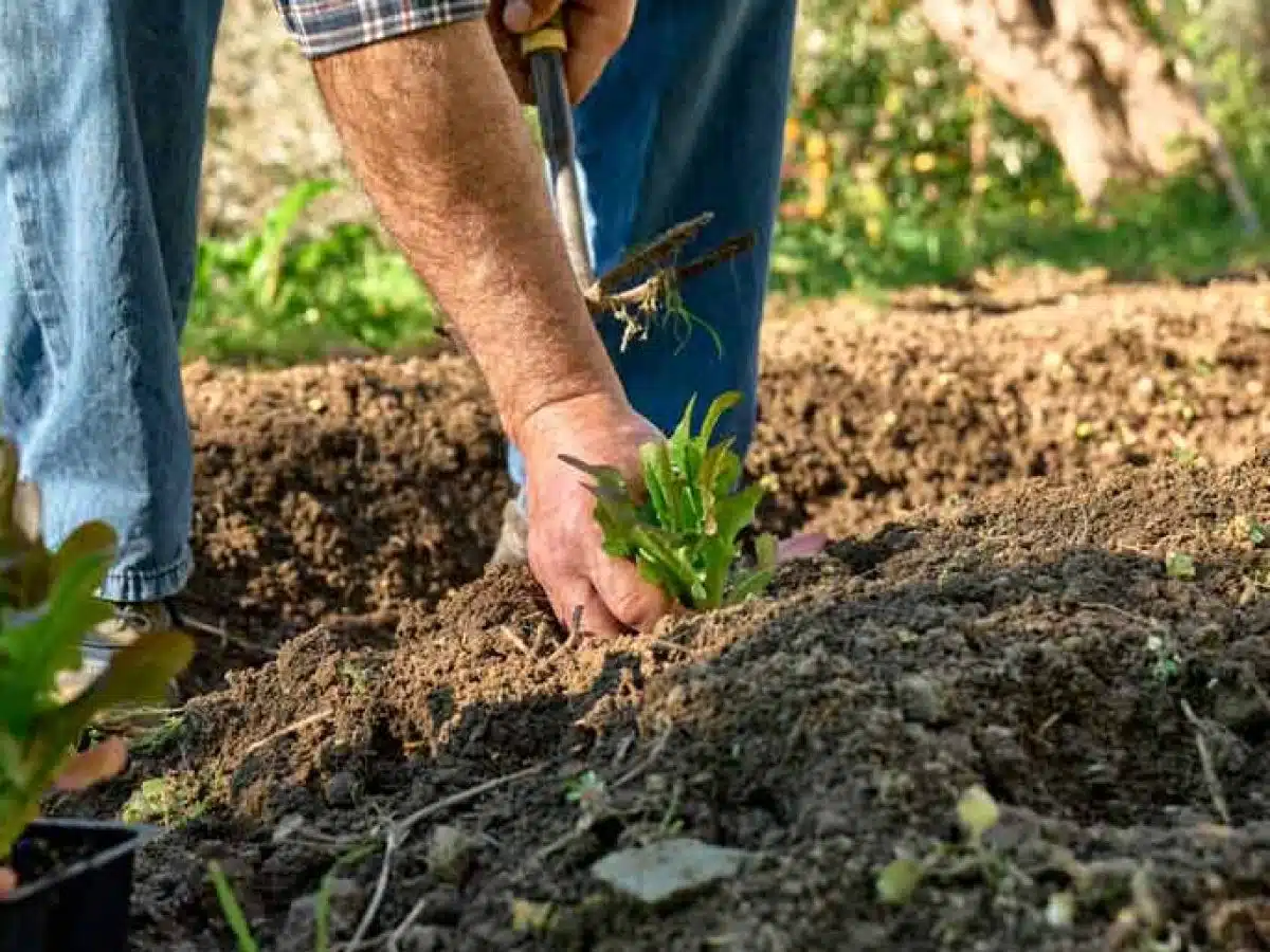 préparer le sol pour planter des fleurs