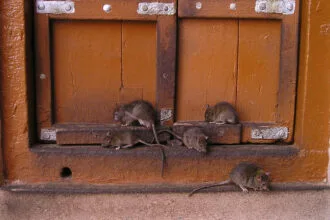 Rats dans le jardin en Savoie : comment les repérer et quand faire appel à un professionnel ?