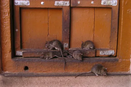 Rats dans le jardin en Savoie : comment les repérer et quand faire appel à un professionnel ?
