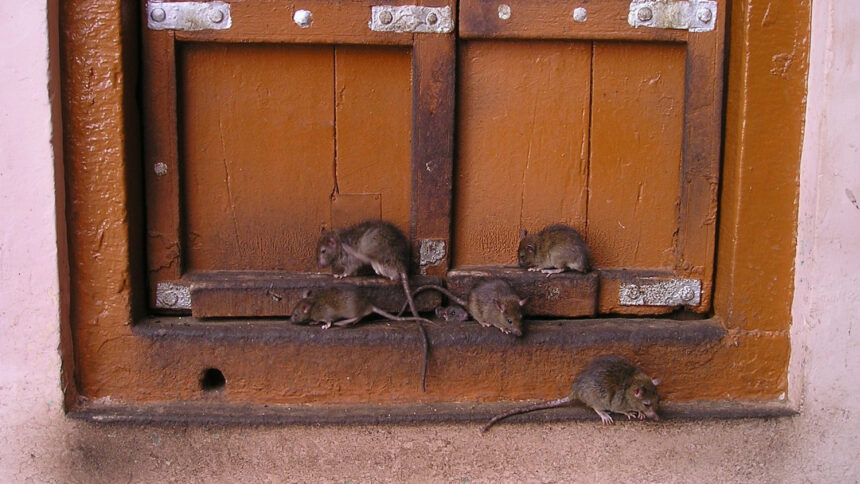 Rats dans le jardin en Savoie : comment les repérer et quand faire appel à un professionnel ?