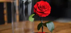 rose éternelle
