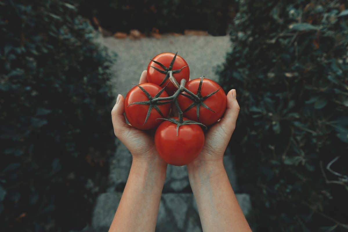 tomates