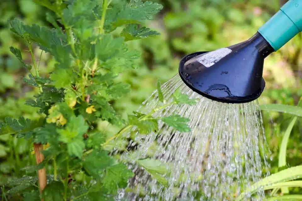 son jardin pendant la canicule ou en période de sécheresse