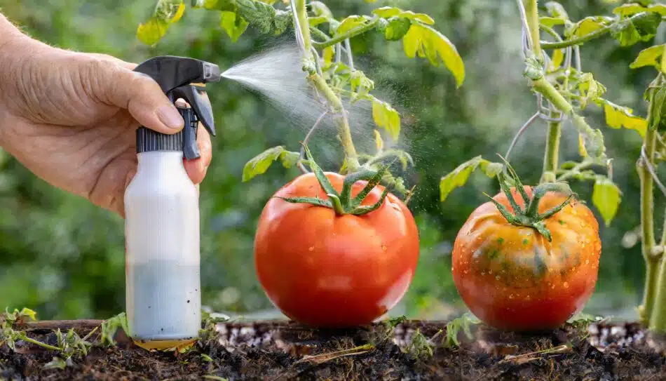 trois étapes- une tomate