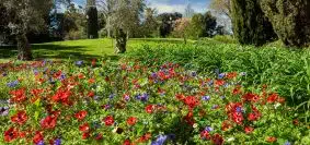 red and purple flower field near green grass field during daytime